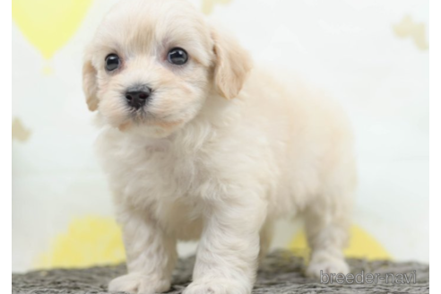 成約済の千葉県のマルプー:マルチーズ×トイプードル-222401の3枚目